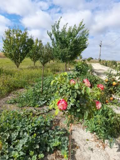 La Crotiniere Holiday home